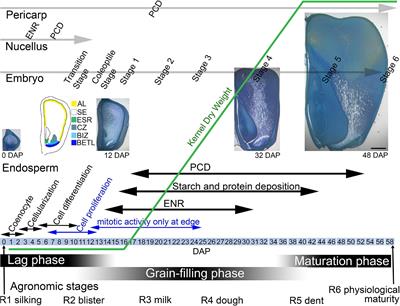 Maize Endosperm Development: Tissues, Cells, Molecular Regulation and Grain Quality Improvement